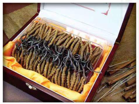 天门冬虫夏草回收